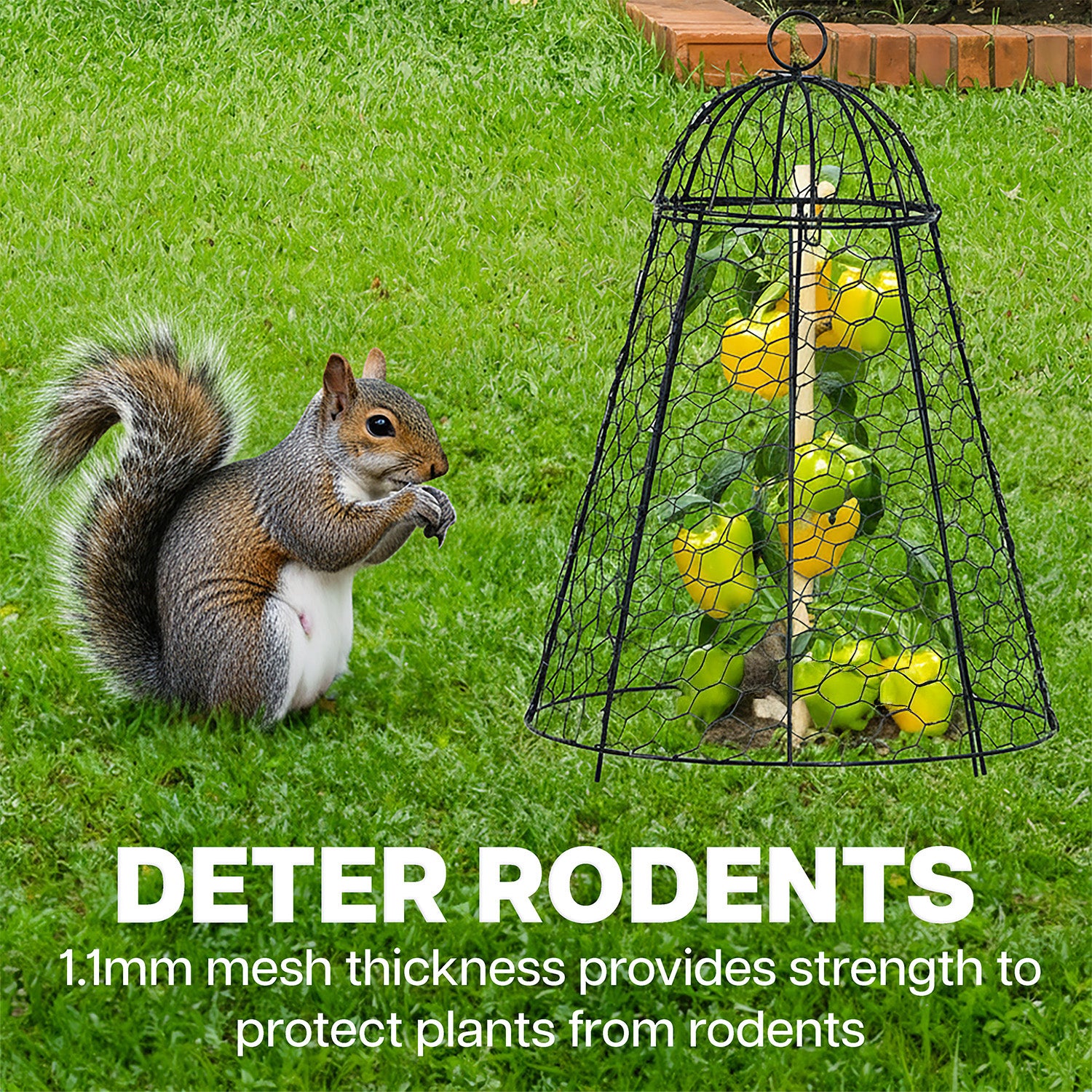 Squirrel near a garden cloche with text about deterring rodents
