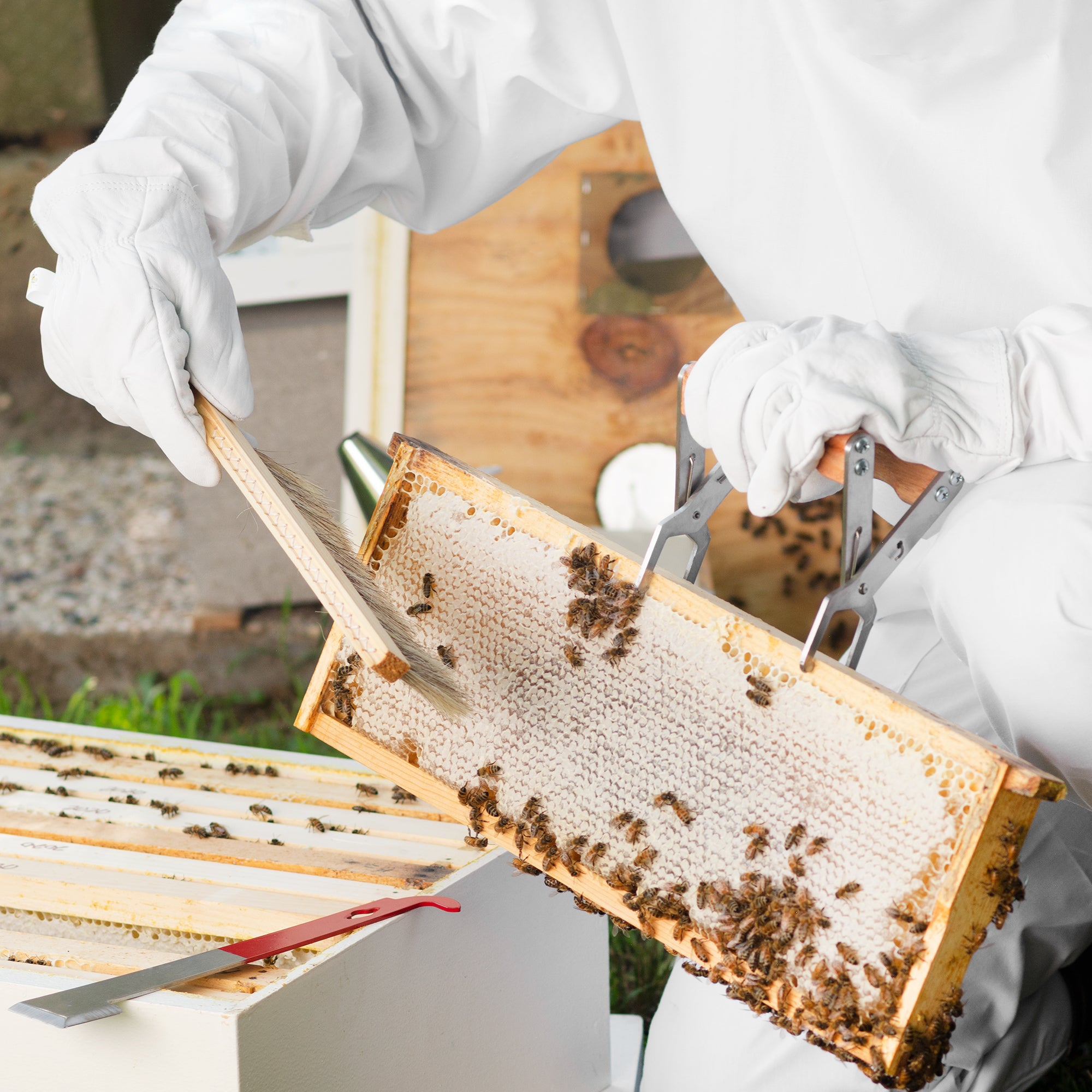 Small Leather Beekeeping Gloves